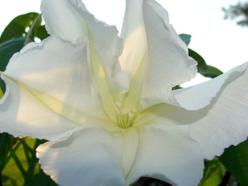 Ipomoea alba 'White'