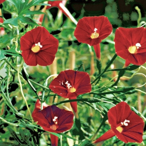 Ipomoea x multifida 'Cardinal Climber'