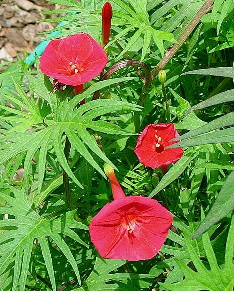 Ipomoea x multifida 'Cardinal Climber'