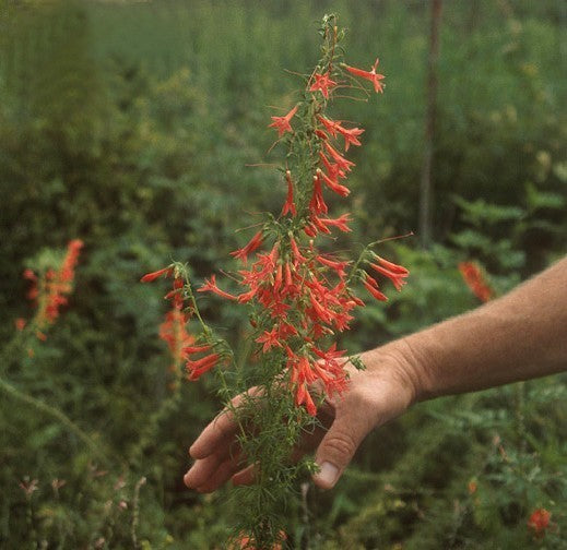 Ipomopsis rubra 'Scarlet Surprise'