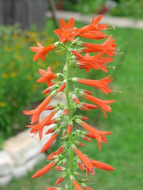 Ipomopsis rubra 'Scarlet Surprise'