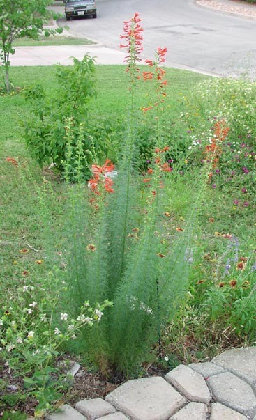 Ipomopsis rubra 'Scarlet Surprise'