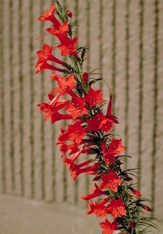 Ipomopsis rubra 'Scarlet Surprise'
