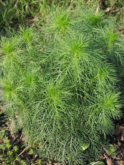 Ipomopsis rubra 'Scarlet Surprise'