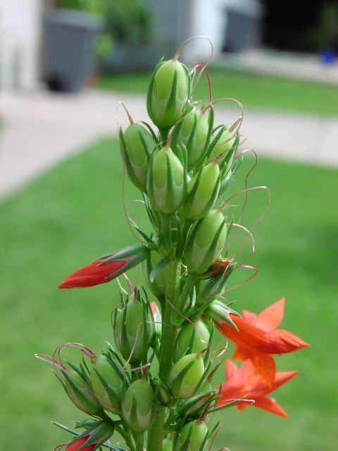 Ipomopsis rubra 'Scarlet Surprise'