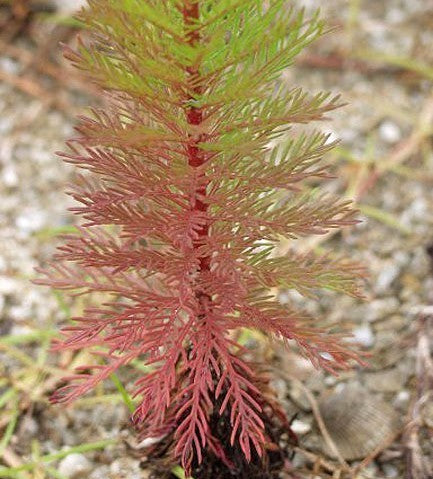Ipomopsis rubra 'Scarlet Surprise'
