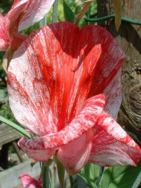 Sweet Pea 'America' / 'Queen of Isles'