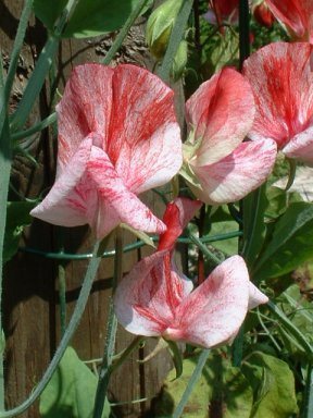 Sweet Pea 'America' / 'Queen of Isles'