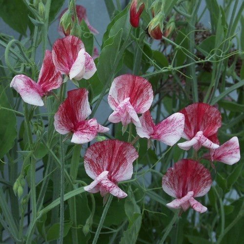 Sweet Pea 'America' / 'Queen of Isles'