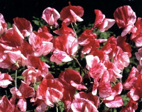 Sweet Pea 'America' / 'Queen of Isles'