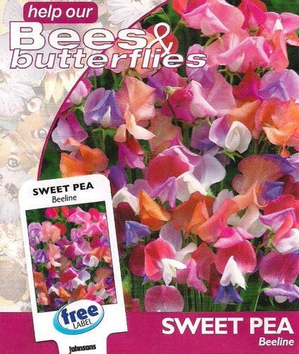 Lathyrus odoratus 'Beeline'