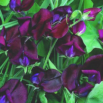 Lathyrus odoratus 'Black Knight'