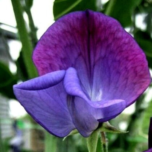 Lathyrus odoratus 'Captain of The Blues'