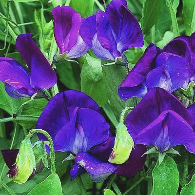Lathyrus odoratus 'Captain of The Blues'