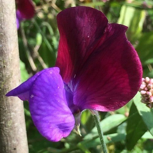 Lathyrus odoratus 'Cupani'S Originals''
