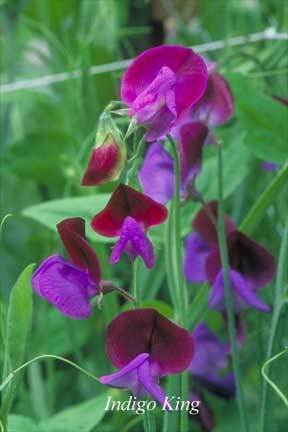 Lathyrus odoratus 'Cupani'S Originals''