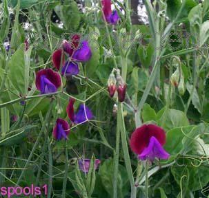 Lathyrus odoratus 'Cupani'S Originals''