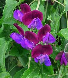 Lathyrus odoratus 'Cupani'S Originals''