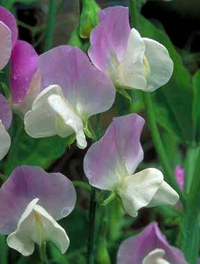 Lathyrus odoratus 'Dolly Varden'