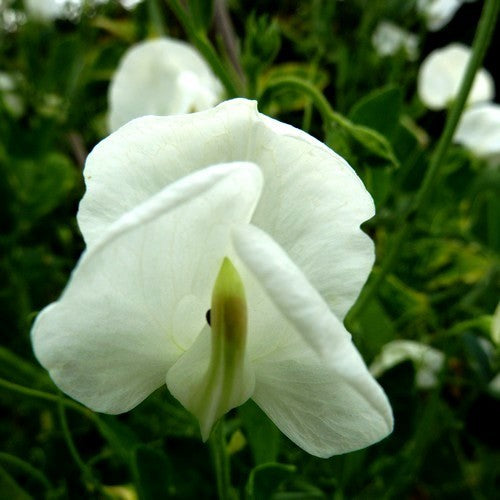 Lathyrus odoratus 'Dorothy Eckford'