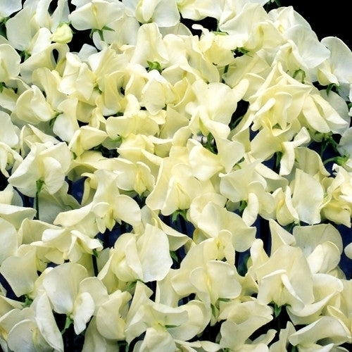 Lathyrus odoratus 'Mrs Collier'