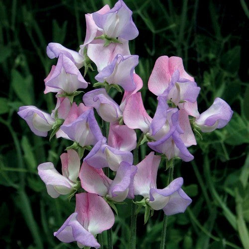 Lathyrus odoratus 'Fire and Ice'