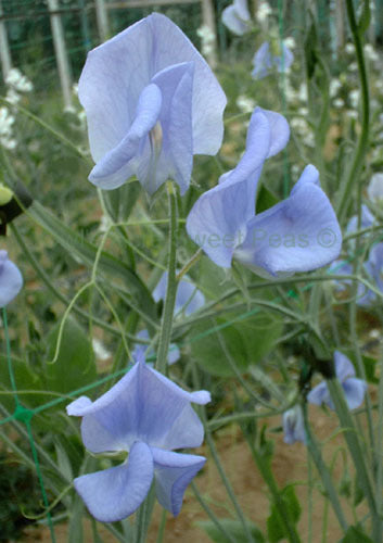 Lathyrus odoratus 'Flora Norton' / 'Countess Cadogan'