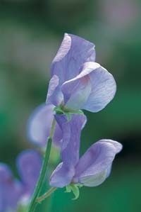 Lathyrus odoratus 'Flora Norton' / 'Countess Cadogan'