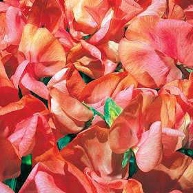 Lathyrus odoratus 'Henry Eckford'