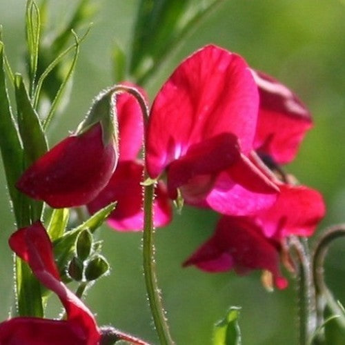 Lathyrus odoratus 'King Edward VII'