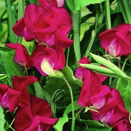 Lathyrus odoratus 'King Edward VII'
