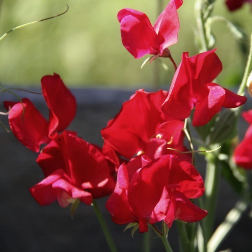 Lathyrus odoratus 'King Edward VII'