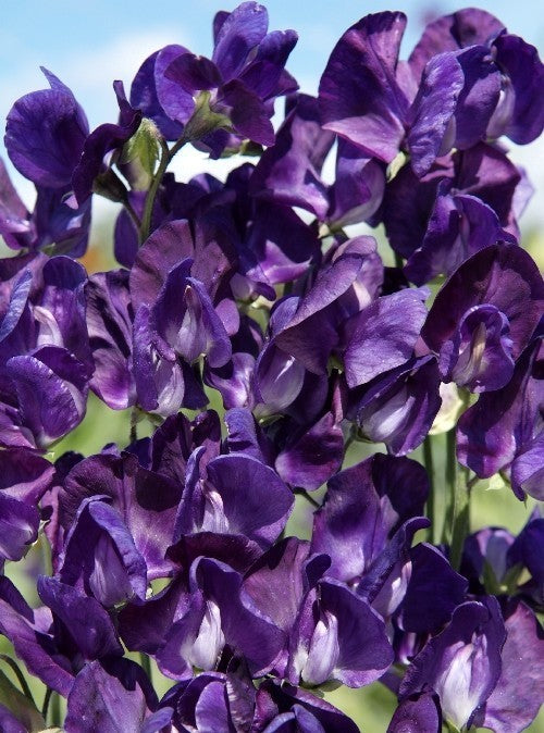 Lathyrus odoratus 'Lord Nelson'