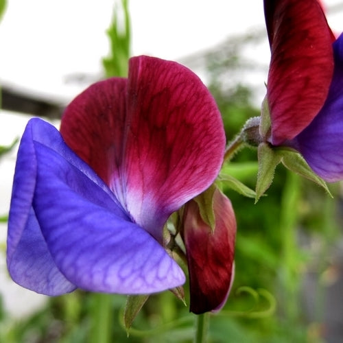 Lathyrus odoratus 'Matucana'