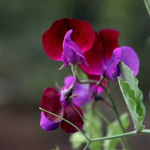 Lathyrus odoratus 'Matucana'