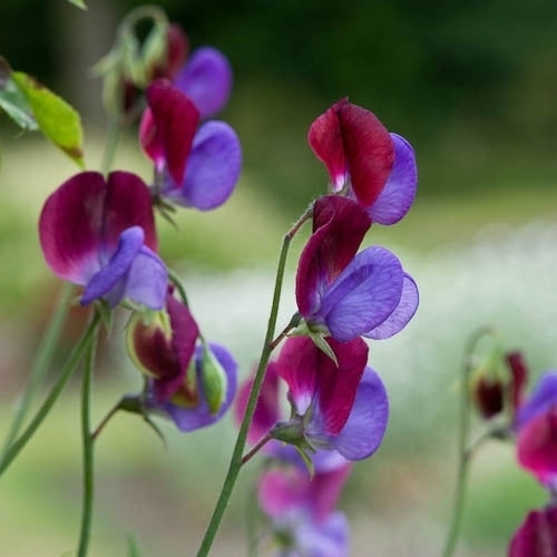 Lathyrus odoratus 'Matucana'