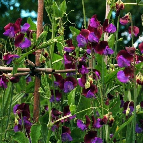 Lathyrus odoratus 'Matucana'