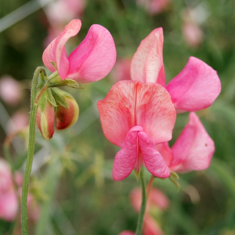 Lathyrus odoratus 'Miss Willmott'