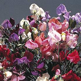 Lathyrus odoratus 'Old Spice Mixed'