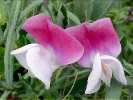 Lathyrus odoratus 'Painted Lady'