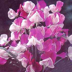 Lathyrus odoratus 'Painted Lady'