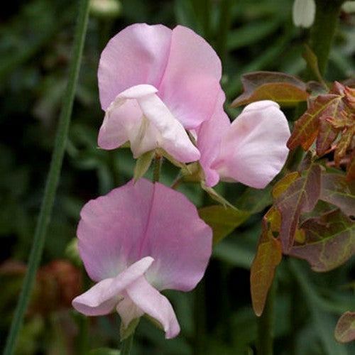 Sweet Pea 'Prima Donna' / 'Nelly Viner'