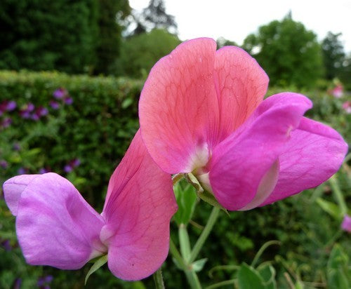 Lathyrus odoratus 'Prince Edward of York'