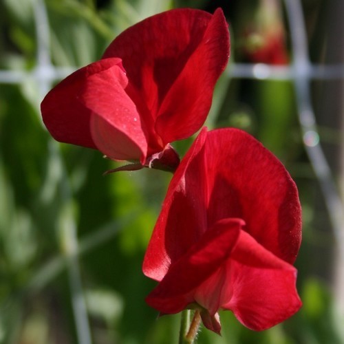 Lathyrus odoratus 'Queen Alexandra'