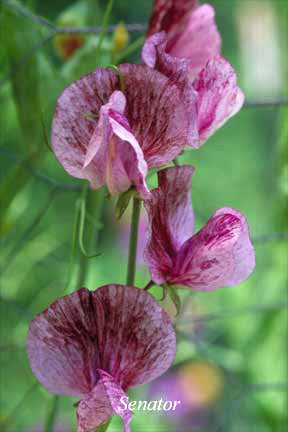 Lathyrus odoratus 'Senator'