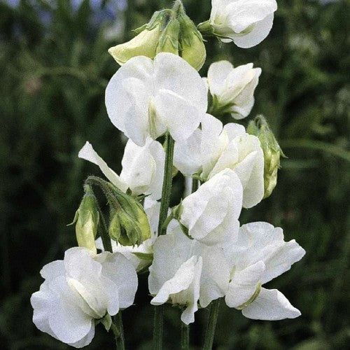 Lathyrus odoratus 'Royal Wit'