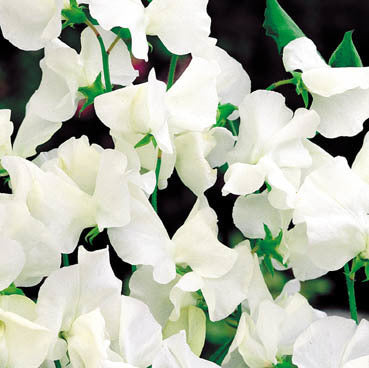 Lathyrus odoratus 'Royal Wit'