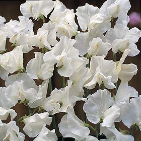 Lathyrus odoratus 'White Supreme' / 'Swan Lake' / 'White Ens'
