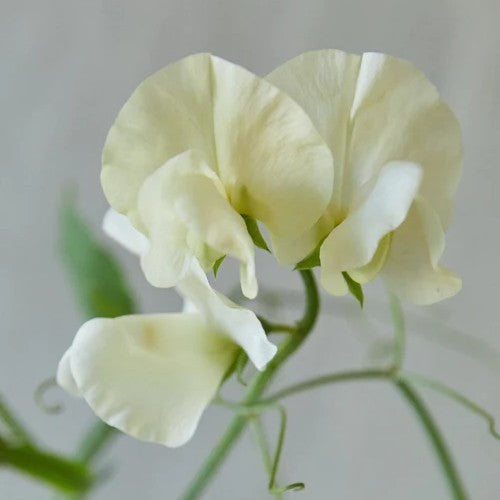 Lathyrus odoratus 'Ice Cream'
