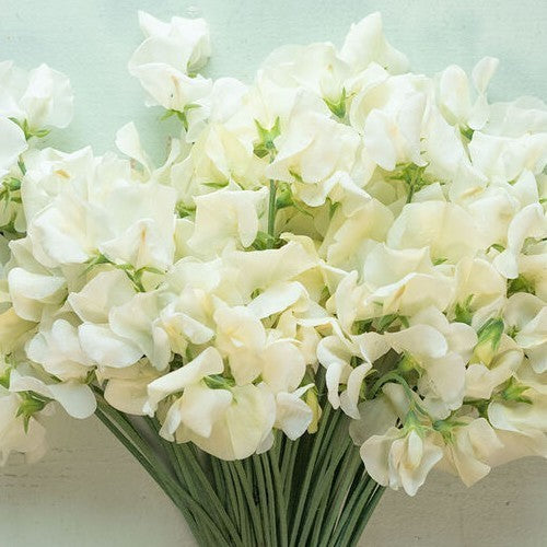 Lathyrus odoratus 'Ice Cream'